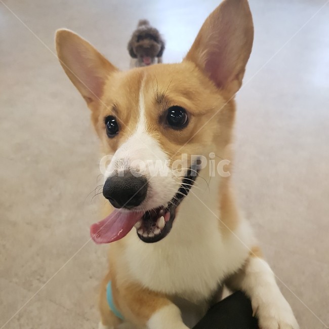 웰시코기,강아지,귀여운강아지,애완동물,해맑은강아지,애완동물,pet,dog,동물,animal,포유류,mammal,개,강아지,dog,doggy