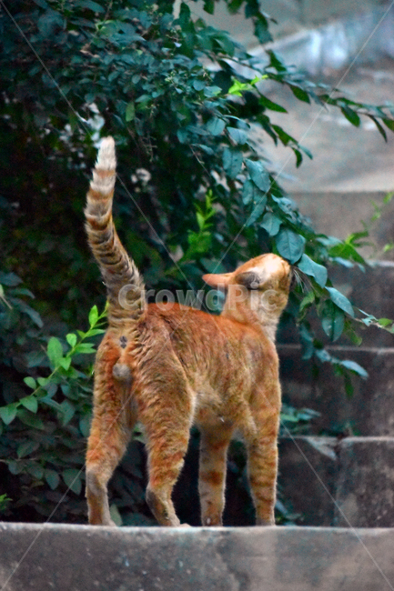 고양이,길고양이,풀,계단,감성,동물,animal,포유류,mammal,고양이,cat,kitten,kitty