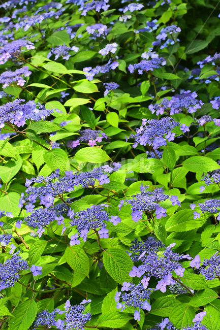 꽃,산수국,식물,나무꽃,보라색,퍼플,flowers,purple,green,초록색,그린,잎새,패턴,바탕,백그라운드,싱그러운,토종,6월,계절,시즌