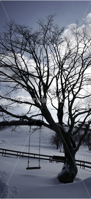 nature,자연,outdoors,옥외,눈,ice,양떼목장,대관령,언덕,겨울,tree,나무,plant,식물,treetrunk,나무줄기,그네,나무그네,겨울,계절,winter,season,나무,trees,wood