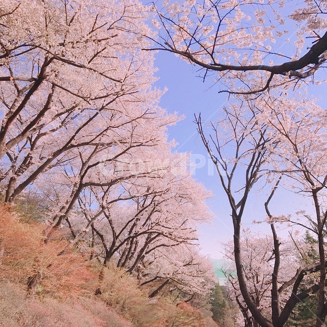 출근길,벚꽃길,벚꽃나들이,벚꽃,풍경,cherryblossom,sakura