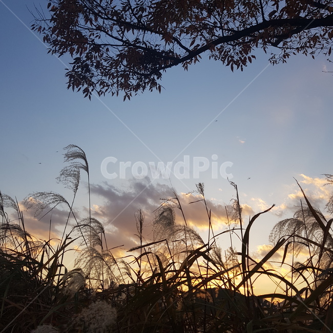 노을,갈대숲,갈대,일몰,붉은하늘,구름,나무,자연,풍경,nature,landscape