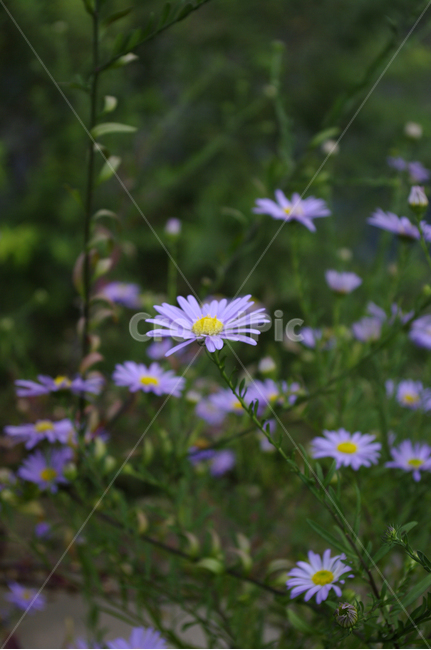 쑥부쟁이,꽃,flower,식물,plant,식물,자연,plants,nature,꽃,flower