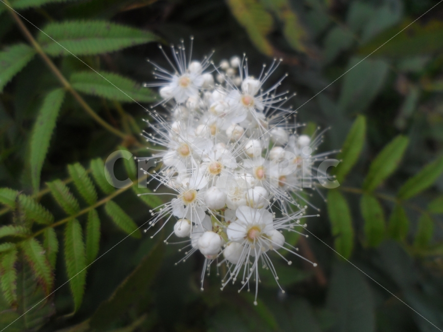 꽃,나무,길,가을,화이트,식물,자연,plants,nature,꽃,flower