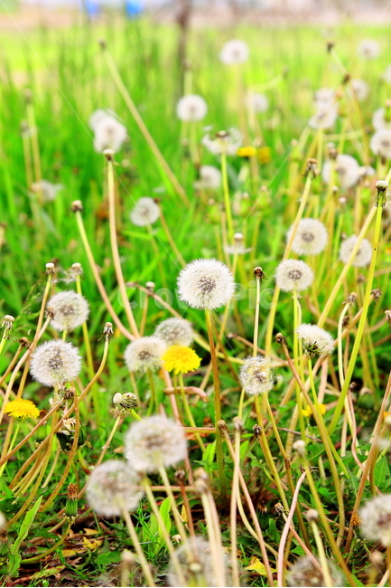 민들레,민들레꽃,민들레씨,민들레씨앗,봄꽃,봄,씨,씨앗,봄,계절,spring,season,식물,자연,plants,nature,꽃,flower,plant,blossom,dandelion