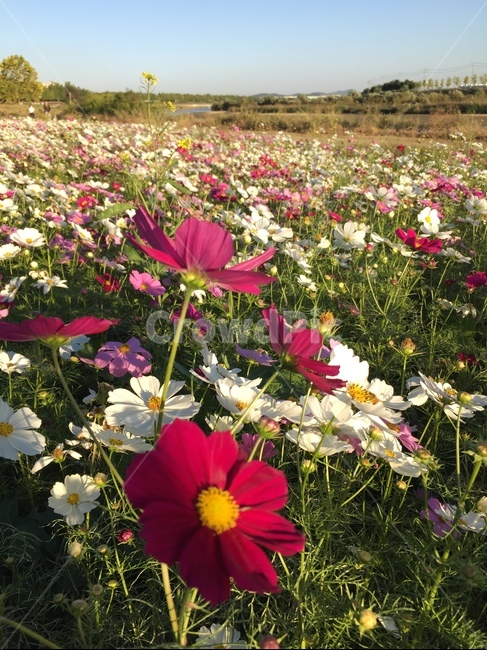 코스모스,꽃,꽃잎,가을,자연,cosmos,가을,계절,fall,autumn,season,꽃,flower,plant,식물