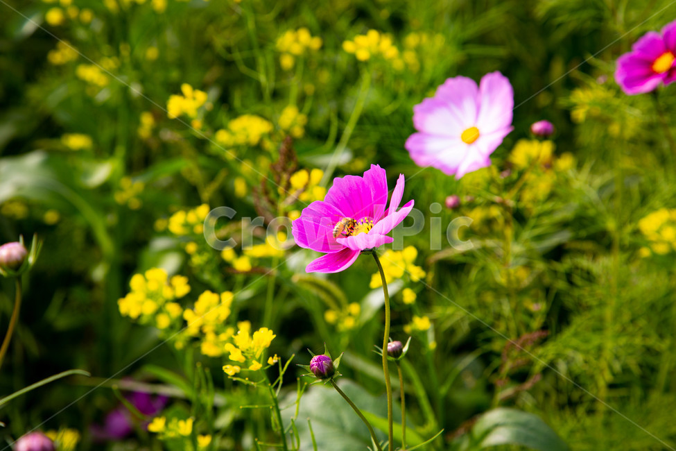 가을,꽃,들꽃,붉은,노랑,보라,들,옥외,자연,꽃잎,식물,보라색,outdoors,nature,geranium,pollen,outdoor,식물,자연,plants,nature,꽃,flower