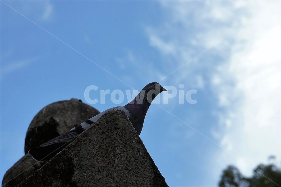 새,동물,자연,nature,animal,bird,건물,하늘,구름,파란하늘,sky,동물,animal,조류,새,birds