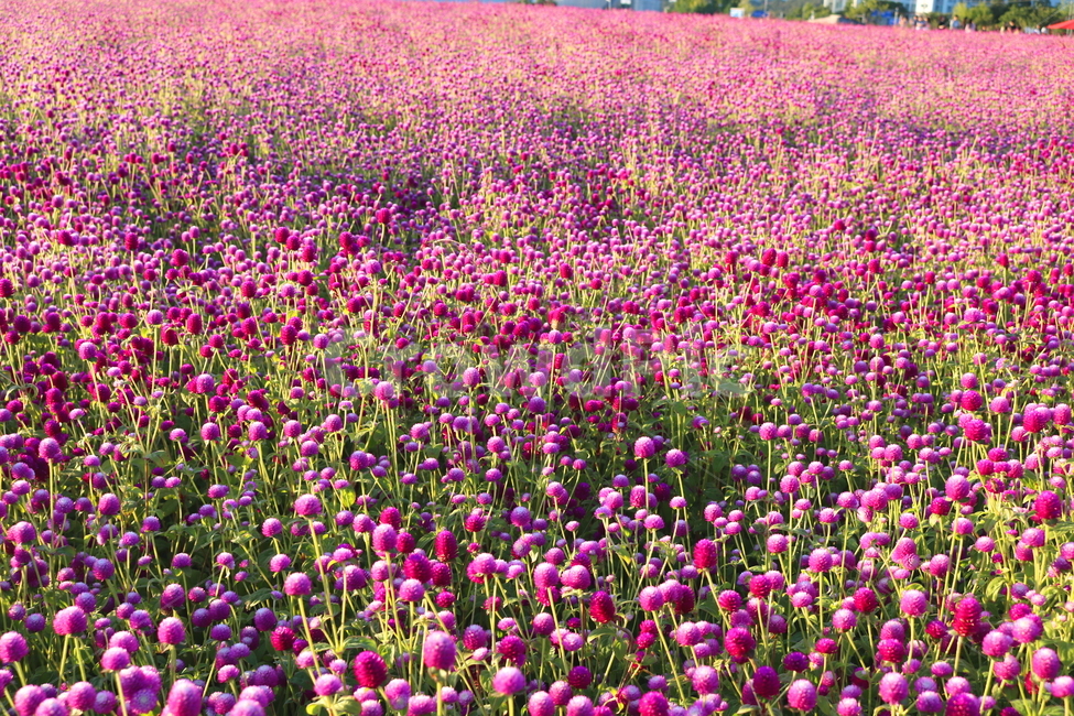 꽃,천일홍,식물,자연,꽃밭,분홍꽃,천일초,천금홍,천년홍,식물,자연,plants,nature,꽃,flower