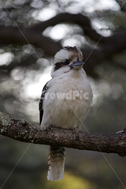 animal,동물,bird,새,앵무새,동물,animal,조류,새,birds