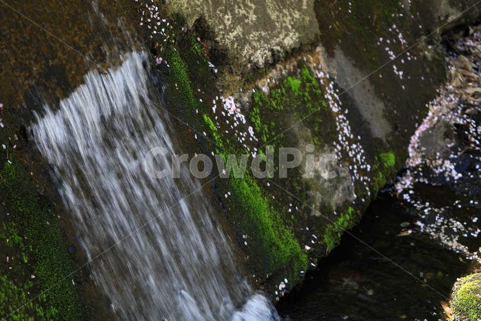 자연,물,이끼,꽃잎,봄,spring,water,nature,자연,풍경,nature,landscape,plant,식물