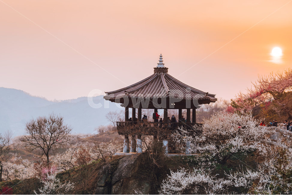 광양매화축제,매화,일출,해돋이,매화나무,한국자연풍경,한국자연경관,korea nature landscape,plant,식물