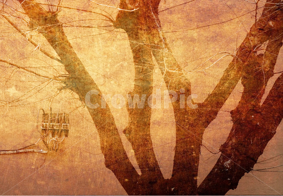 고목,나무,빈티지,감성,텍스쳐,background,texture,old,분위기,올드,앤틱,레트로,feeling,emotion,sensible,vintage,표면,질감,세월,antique,retro,느낌,오래된,복고풍,갈색,브라운,brown,sepia,벽면,식물,자연,plants,nature,나무,trees,wood,빈티지사진,빈티지느낌,빈티지감성,vintage