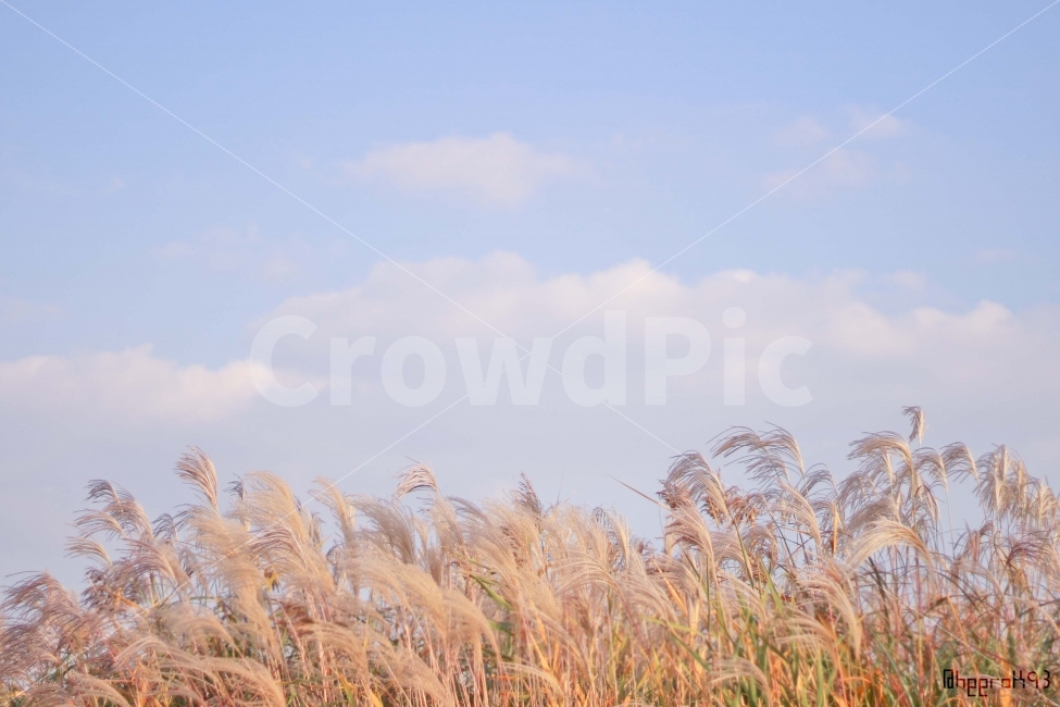 억새,하늘공원,하늘,가을,억새축제,풍경,자연,가을하늘,구름,가을,계절,fall,autumn,season,식물,자연,plants,nature,감성,sensible,feeling,grass,잔디,plant,lawn