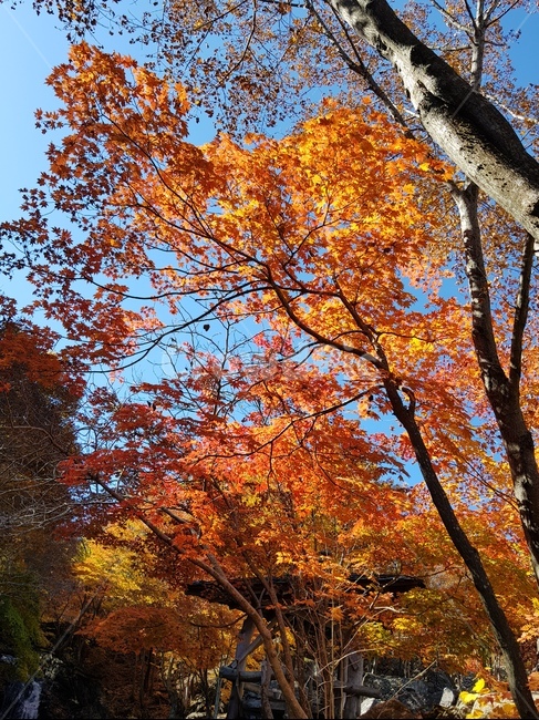 가을,단풍,maple,나무,tree,가을,계절,fall,autumn,season,식물,자연,plants,nature,나무,trees,wood,plant,leaf,잎