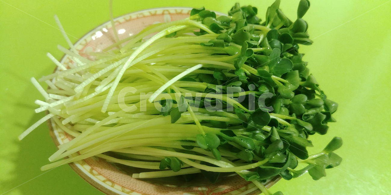 무순,채소,새싹채소,새싹,초록,음식,식재료,요리,food,cook,meal,dishes,food reserves,채소,야채,vegetables