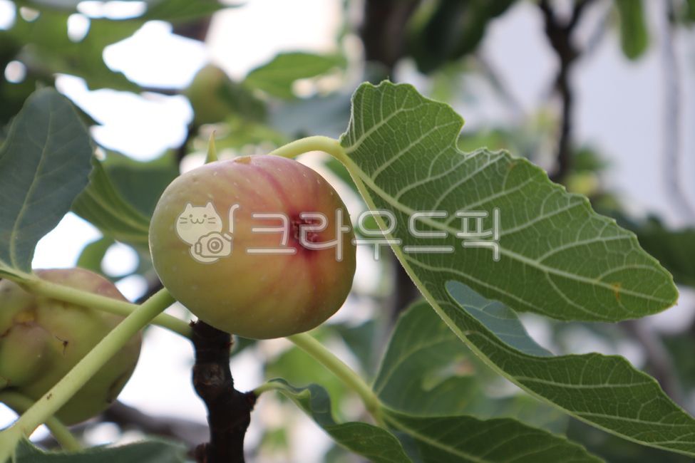 fig tree,fig fruit,fruit,leaf,plant,green,tree,vegan,branch,leaf,object,yummy,fig,ripe,nature,material,sweet,food