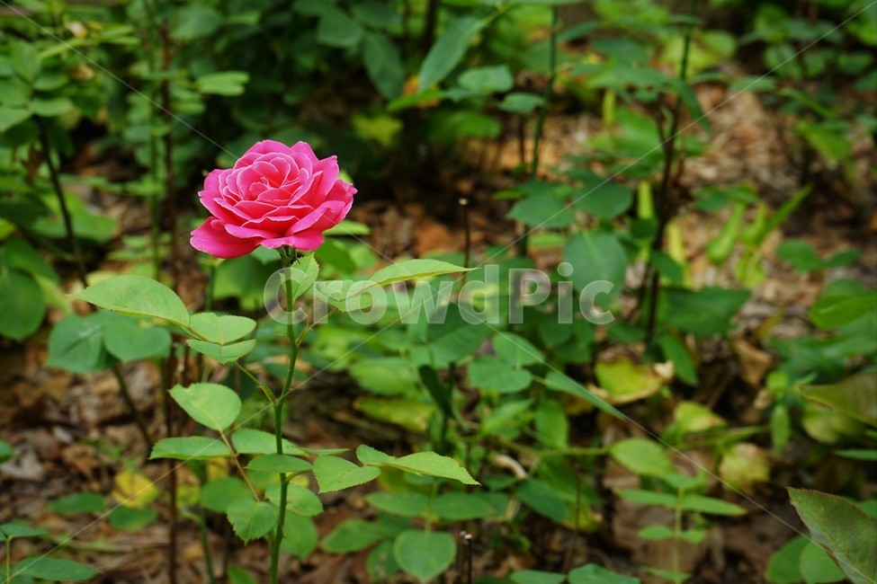 장미,정열,붉은색,가시,식물,꽃,개화,분홍,pink,beautiful,plant,flower,축제,정원,계절,배경화면,자연,감성,색상,색감,빨강,season,plants,nature,rose,북은색,늦가을,향기,아름다움,thorn,red,autumn,smell,beauty,5월,여왕,꽃송이,이파리,식물,자연,plants,nature,꽃,flower