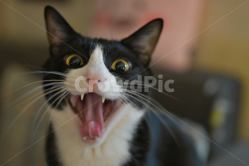 고양이,반려묘,반려동물,턱시도,하품,코숏,동물,cat,animal,kitten,kitty,동물,animal,포유류,mammal,고양이,cat,kitten,kitty