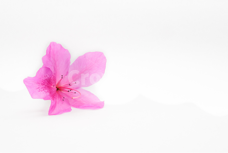 산철쭉,철쭉,누끼,배경,봄,꽃,생화,식물,조경,핑크,분홍,spring,season,flowe,자연,향기,아름다운,화사한,봄꽃,꽃잎,스튜디오,봄,계절,spring,season,식물,자연,plants,nature,꽃,flower,누끼,remove background,blossom,geranium,제라늄,plant,petal