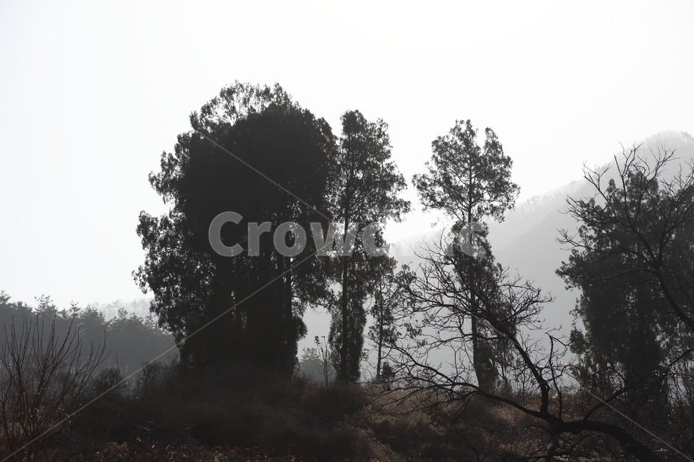 가을,나무,식물,wood,plant,자연,풍경,nature,landscape,tree