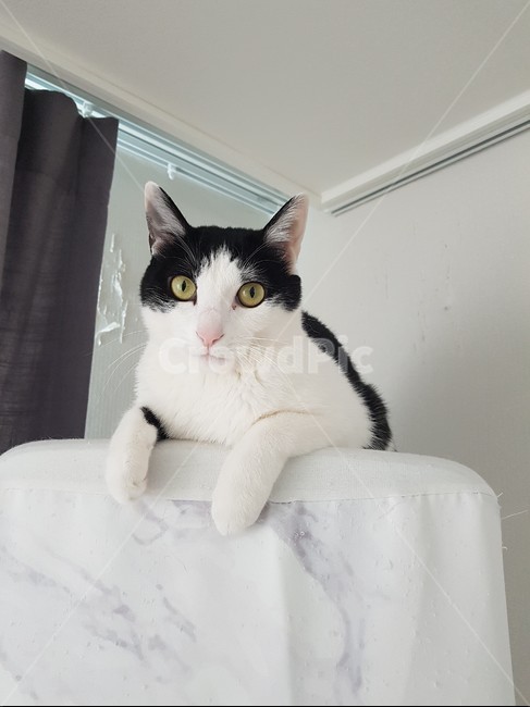 고양이,코리안숏헤어,바둑이,에어컨,쉬는양이