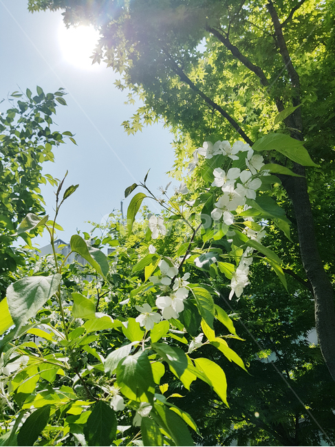꽃,봄,식물,나무,하얀꽃,초여름,식물,자연,plants,nature,꽃,flower