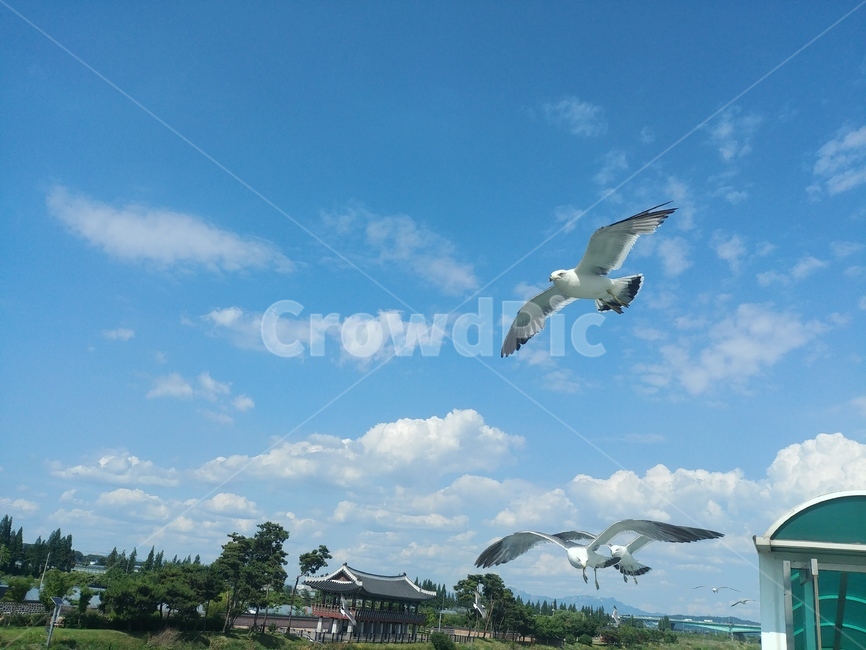 갈매기,하늘,구름,flying,새,동물,animal,조류,새,birds