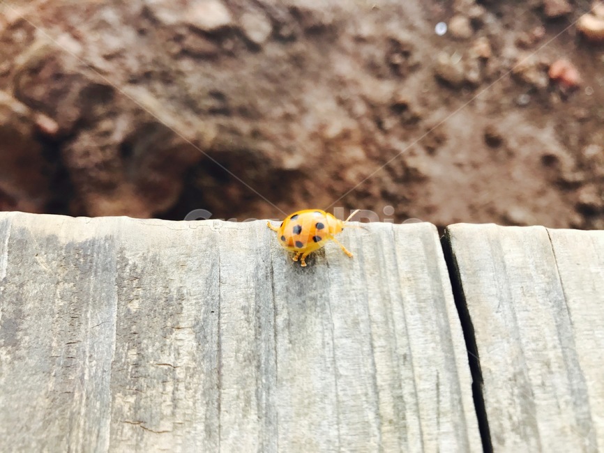 무당벌레,벌레,주황색벌레,제주도,여름,주황색,동물,animal,곤충,벌레,insect,bug