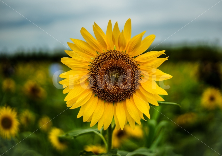 해바라기,여름,흐린날,감성,꽃,식물,자연,plants,nature,꽃,flower