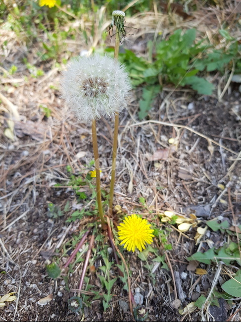민들레,민들레홀씨,풀꽃,홀씨,풀,자연,식물,흙,땅,dandelion,바람