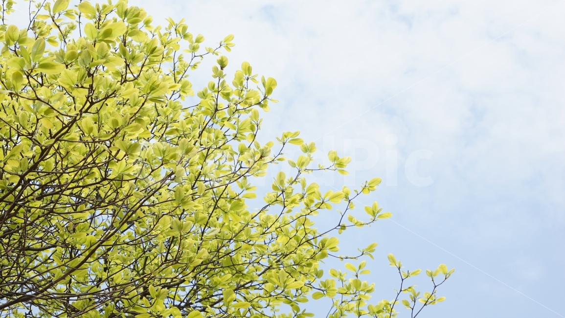 봄,자연,목련,풍경,초록,연초록,봄,계절,spring,season,식물,자연,plants,nature,tree,나무,plant