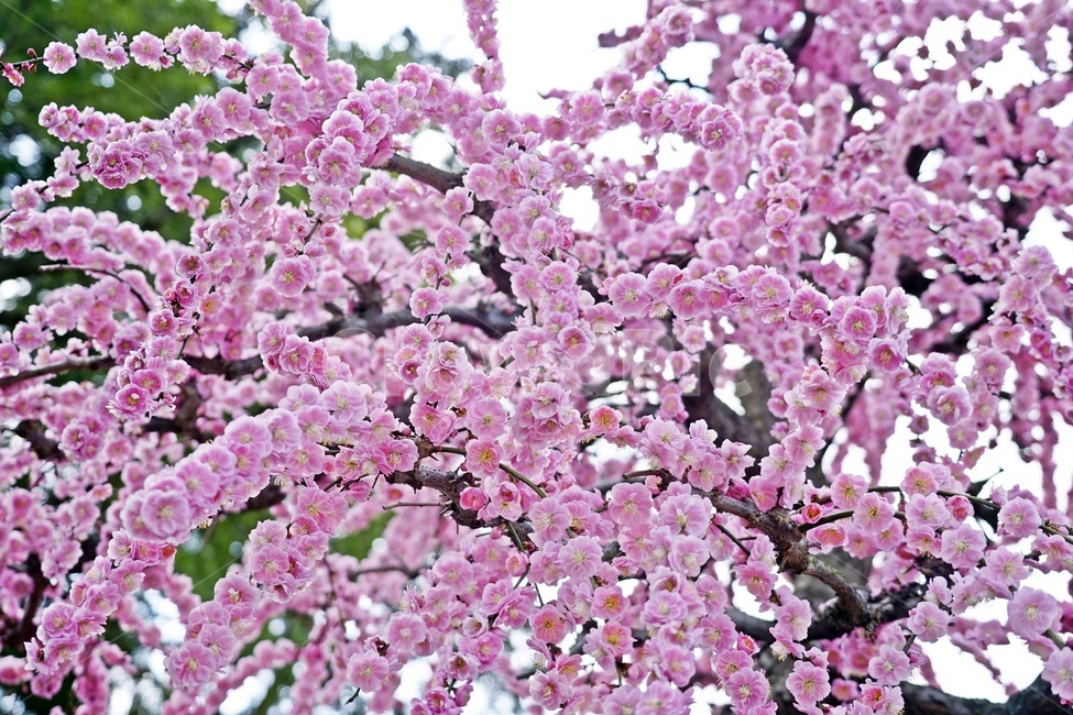 봄,꽃,매화,매화꽃,꽃사진,봄,계절,spring,season,식물,자연,plants,nature,꽃,flower,plant,blossom