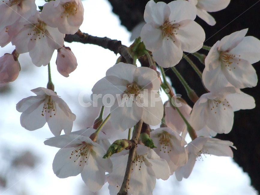 벚꽃,꽃,식물,봄,꽃송이,봄,계절,spring,season,식물,자연,plants,nature,꽃,flower,plant,blossom