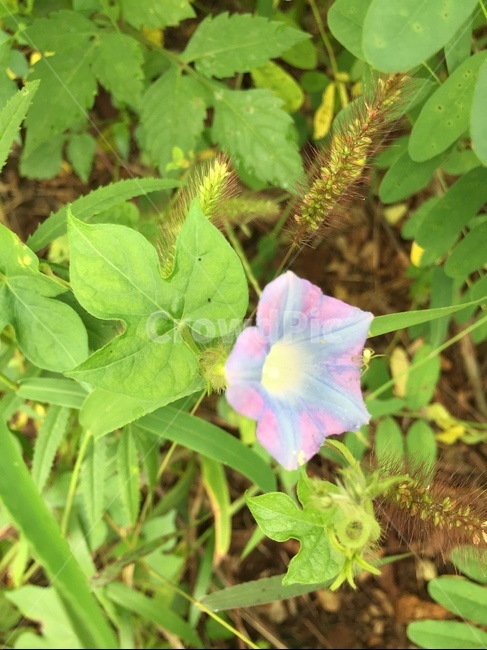 plant,식물,leaf,잎,화분,꽃,강아지풀,보라색,나팔꽃
