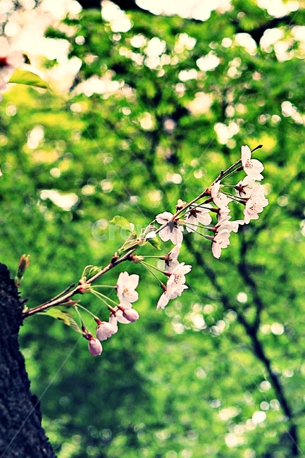 벗꽃,꽃,풍경,자연,배경,봄,계절,spring,season,식물,자연,plants,nature,꽃,flower,plant
