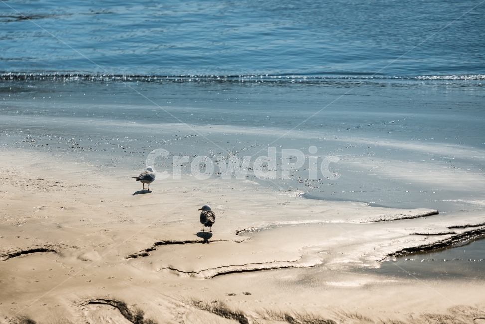섬,해변,바다,잔잔함,고요함,쓸쓸함,정적,풍경,풍경사진,자연,landscape,nature,sea,배경,배경이미지,배경화면,바탕화면,background,갈매기,새,동물,바닷가,뻘,모래사장,파도,물결,해변,바다,beach,sea,동물,animal,조류,새,birds,휴식,힐링,rest,relaxation,healing