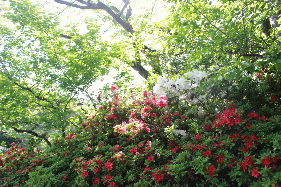 garden,정원,outdoors,옥외,식물,plant,나무,꽃,식물,자연,plants,nature,꽃,flower