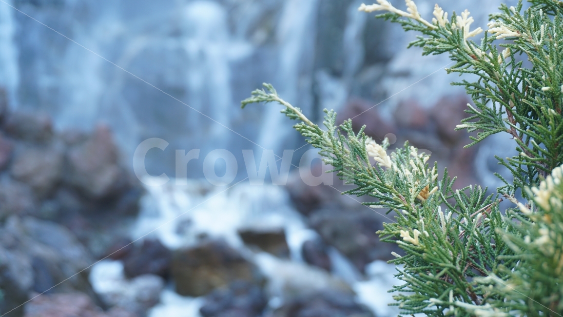 나무,폭포,접사,배경,이미지,tree,water,식물,자연,plants,nature