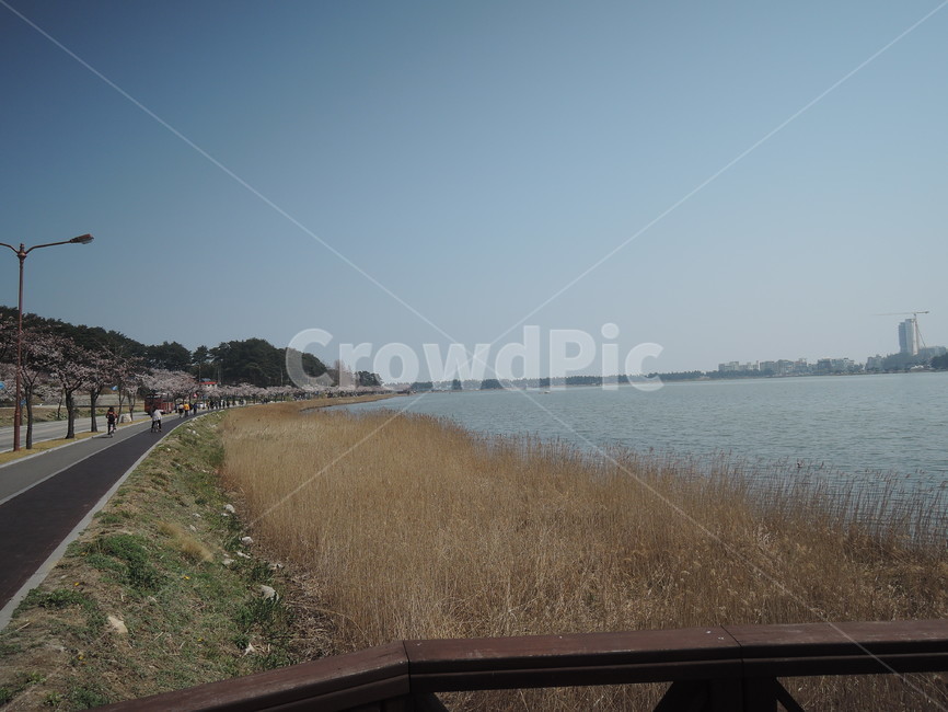 갈대,호수,풍경,자연,여유,자연,풍경,nature,landscape,road,도로