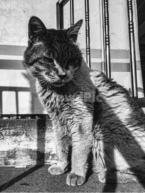 길고양이,흑백사진,대비강한,동물사진,동물,cat,animal,pet,고양이,애완동물,동물,animal,포유류,mammal,고양이,cat,kitten,kitty,흑백,모노톤,monochrome,black and white