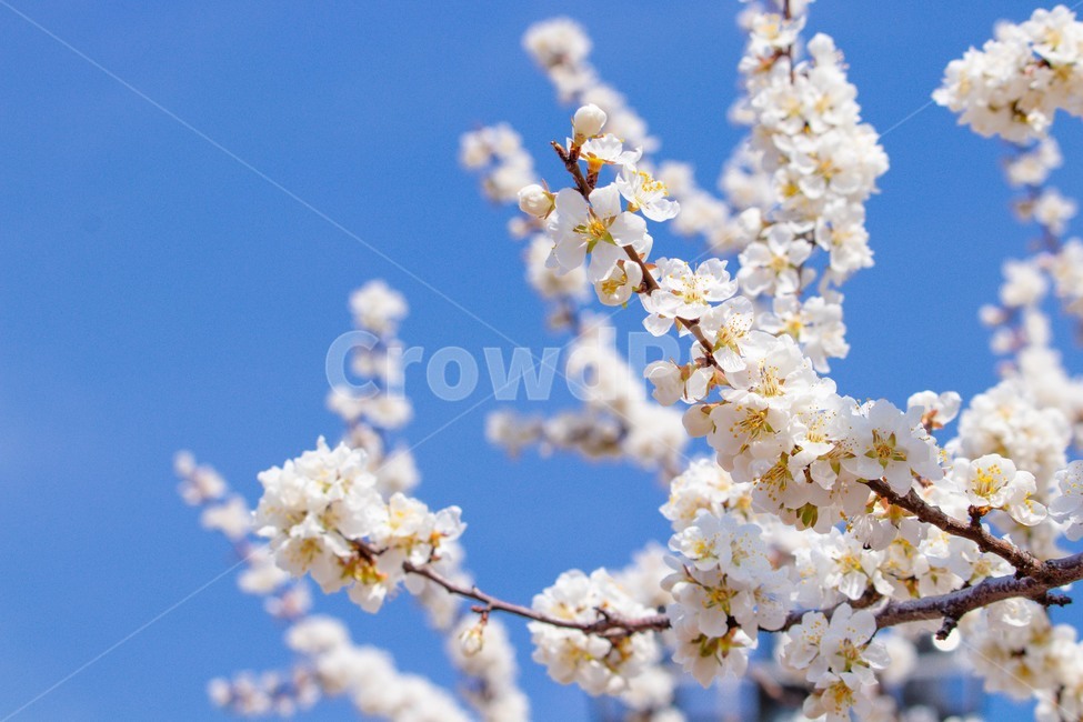 plant,식물,flower,꽃,blossom