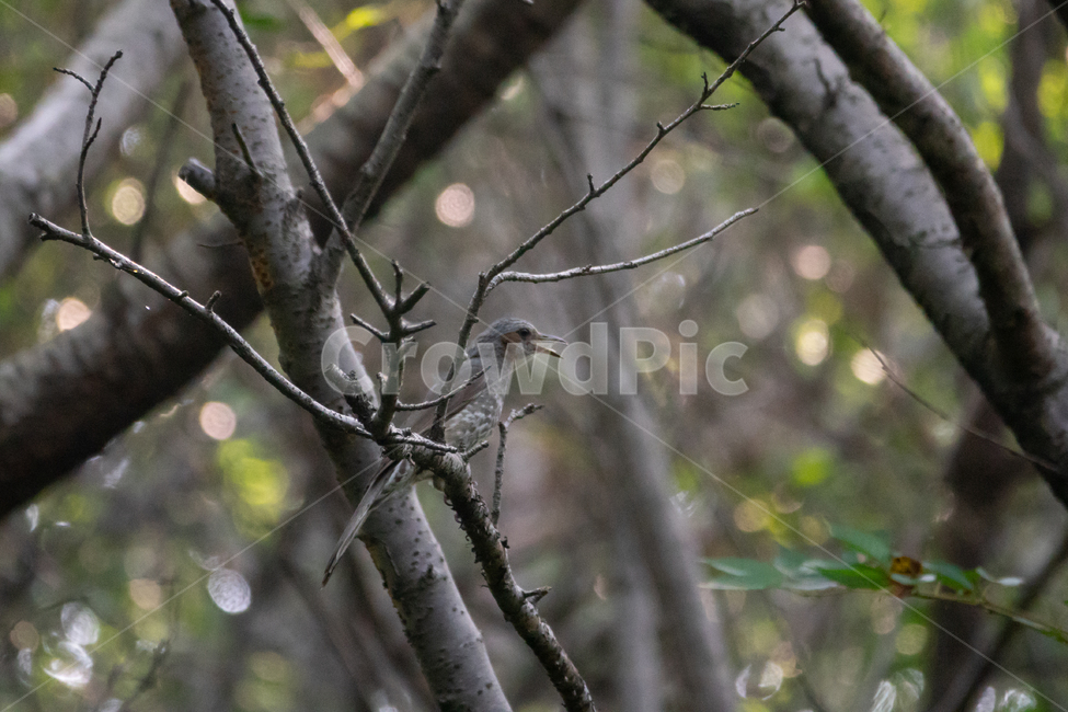 조류,탐조,새,텃새,철새,bird,동물,animal,조류,새,birds