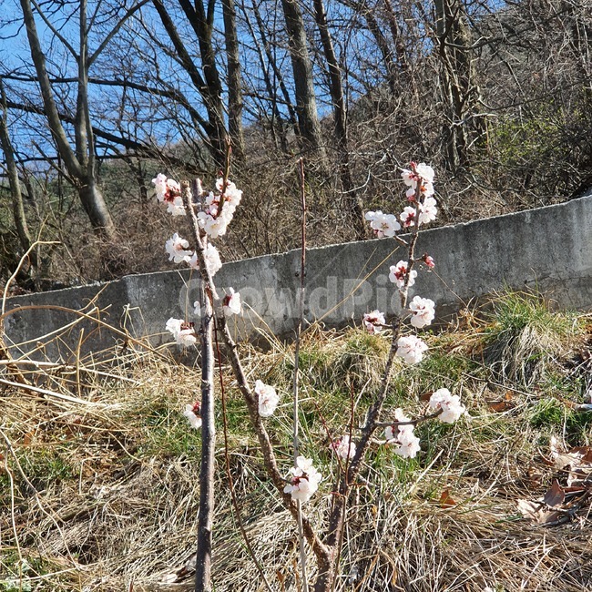 꽃,flower,봄,spring,매화