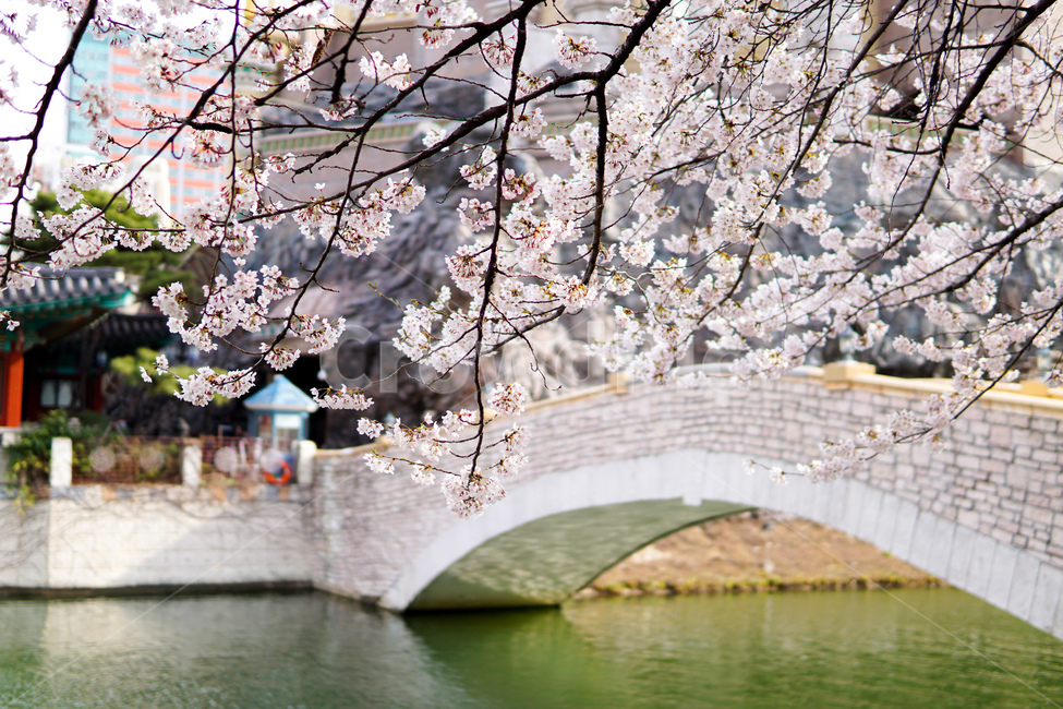 벚꽃,풍경,배경,꽃,호수