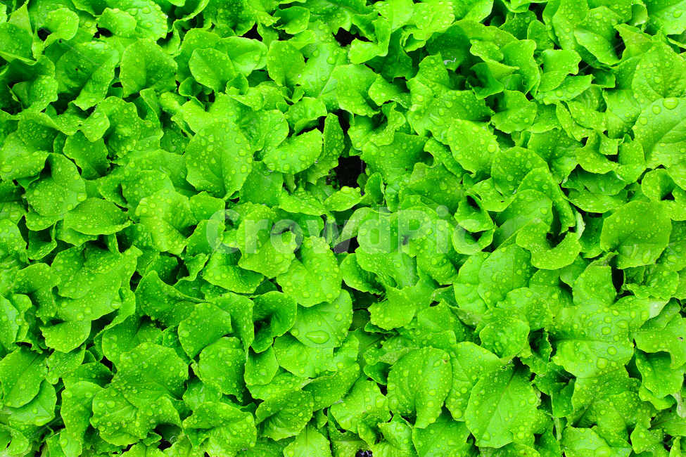채소,야채,쌈채소,음식,식재료,food,green,fresh,신선한,싱싱한,plant,건강식품,푸성귀,건강식,vegetable,상추,채소밭,어린,섬유질,다이어트,이슬,물방울,식물,자연,plants,nature,음식,식재료,요리,food,cook,meal,dishes,food reserves,채소,야채,vegetables
