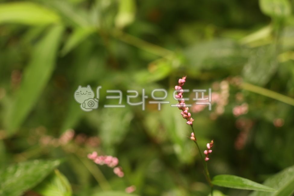 여뀌,개여뀌,야생화,분홍색,여름