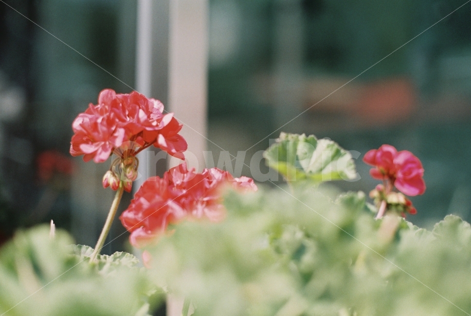 꽃,화분,빨강,필름카메라,아날로그감성,식물,자연,plants,nature,꽃,flower,감성,sensible,feeling