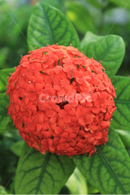 원,꽃,빨간,꽃다발,공,식물,자연,plants,nature,꽃,flower