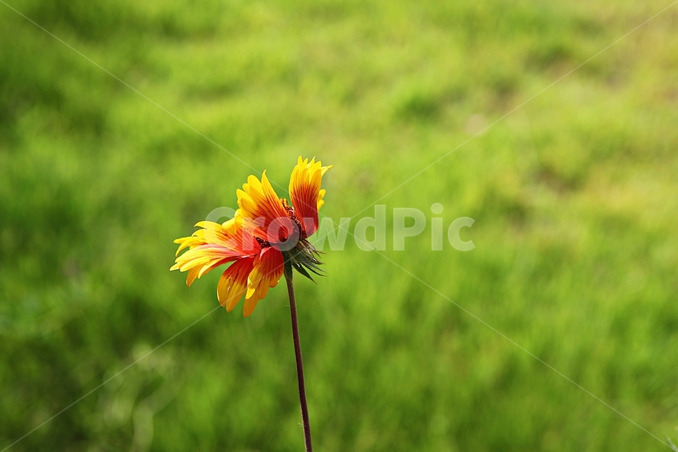 인디언국화,국화,꽃,식물,공원,식물,자연,plants,nature,꽃,flower
